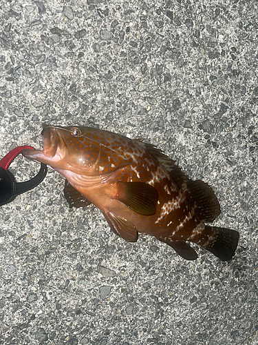 アコウの釣果