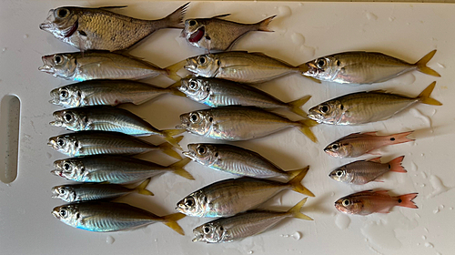 アジの釣果