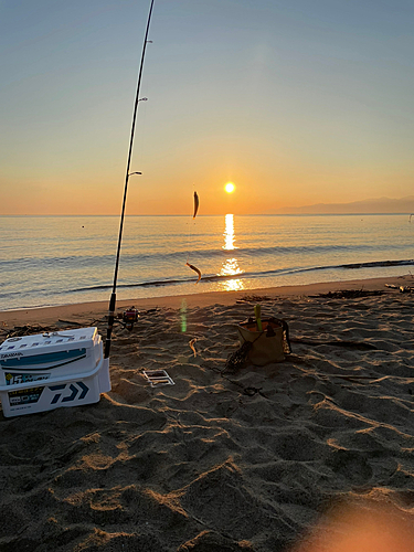 シロギスの釣果