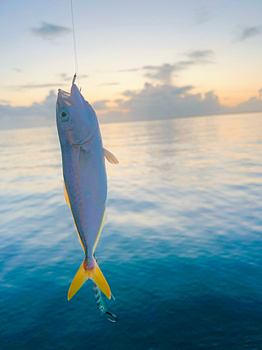 ワカナゴの釣果