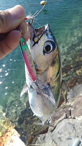 ソウダガツオの釣果