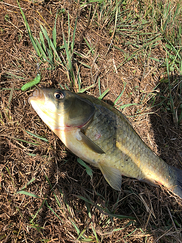 フナの釣果