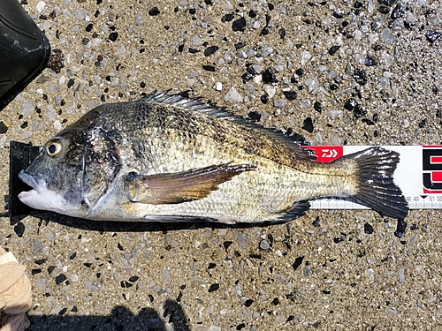 チヌの釣果