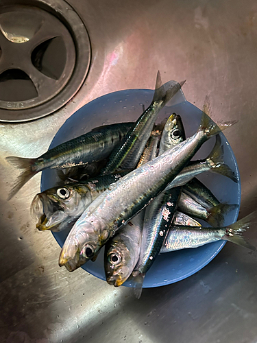 イワシの釣果