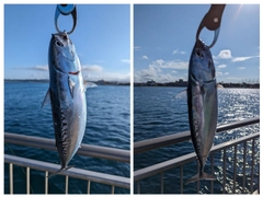 ソウダガツオの釣果