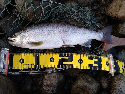 ニジマスの釣果