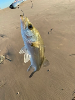 セイゴ（マルスズキ）の釣果