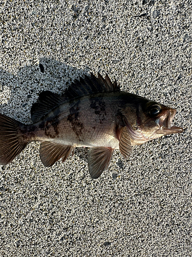 メバルの釣果