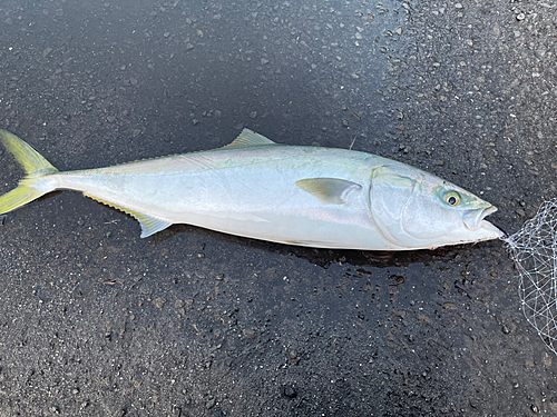 ブリの釣果