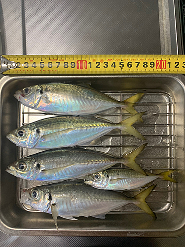 アジの釣果