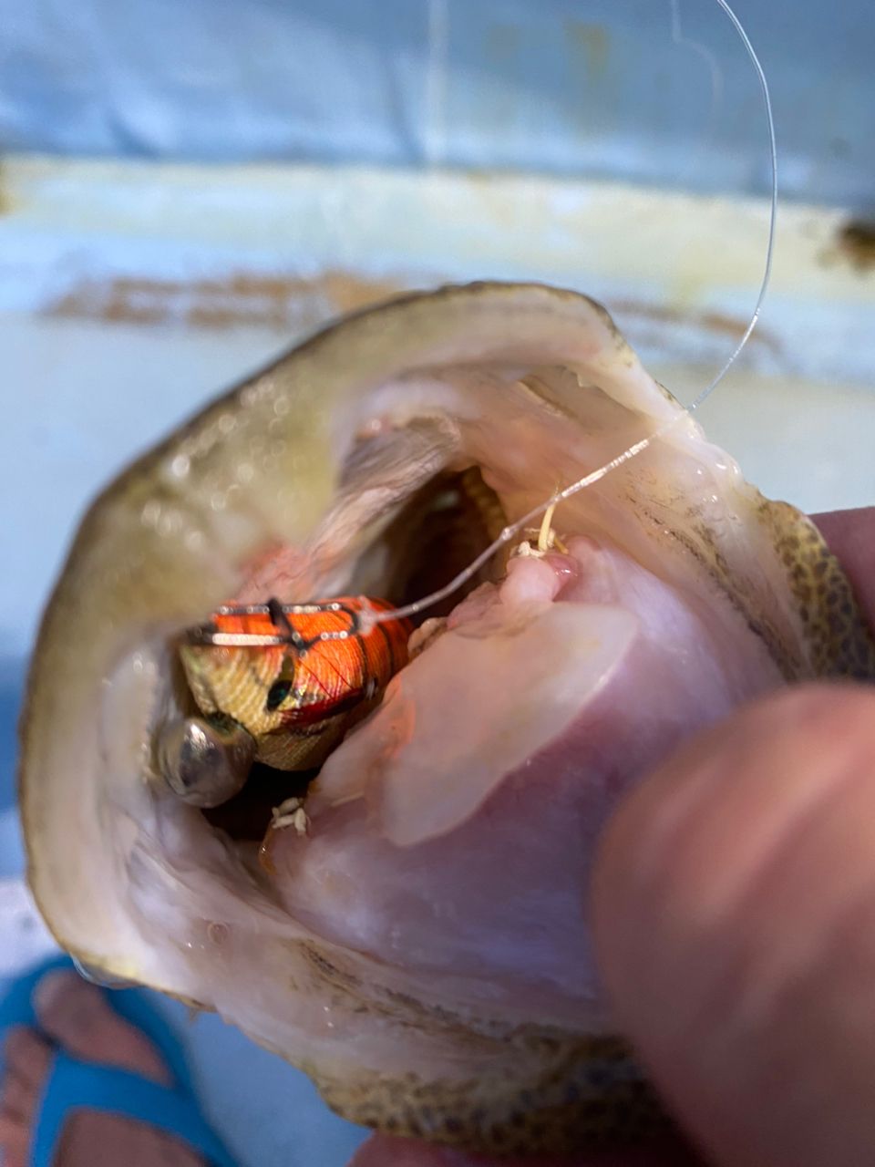 ユタさんさんの釣果 2枚目の画像