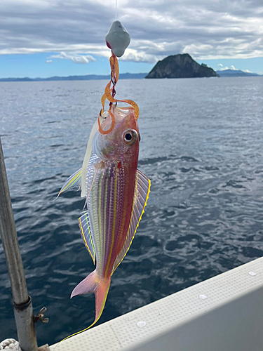 イトヨリダイの釣果