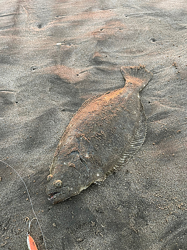 ソゲの釣果