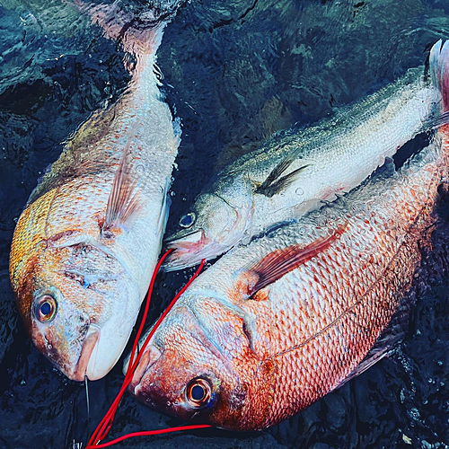 マダイの釣果