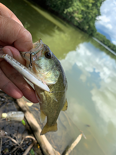 ラージマウスバスの釣果