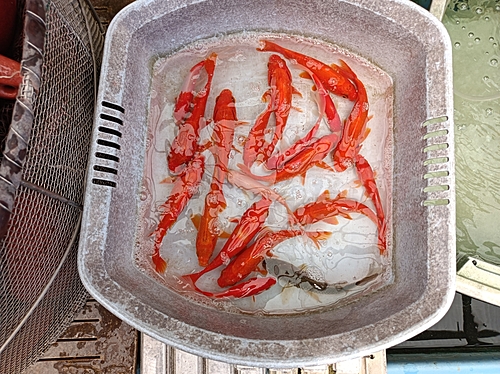 キンギョの釣果