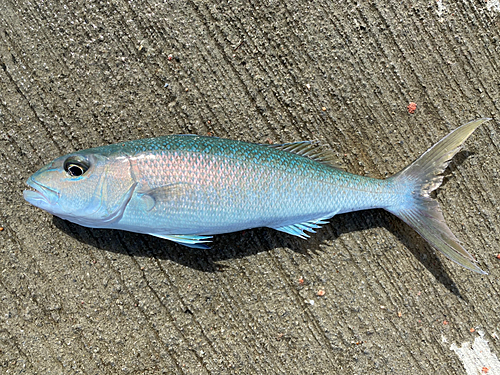 アオチビキの釣果