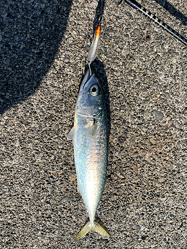 サバの釣果