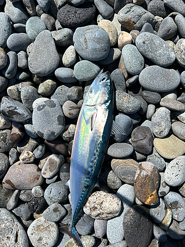 ソウダガツオの釣果