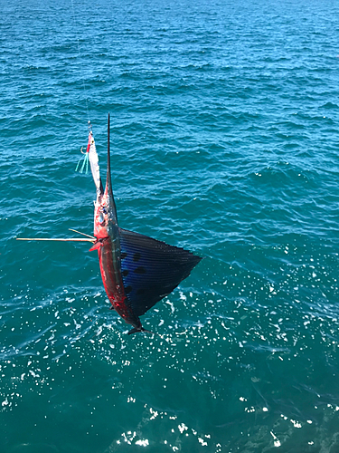 バショウカジキの釣果