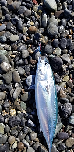 ソウダガツオの釣果