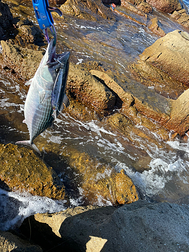 ハガツオの釣果