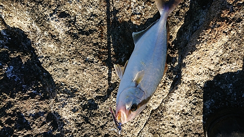 カンパチの釣果