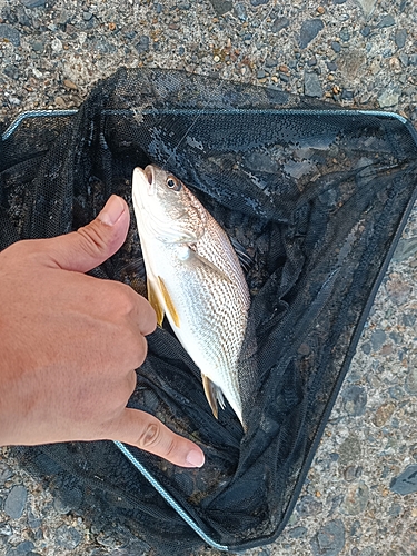 イシモチの釣果