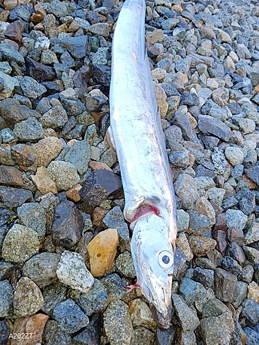 タチウオの釣果