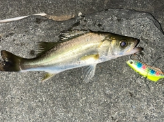 シーバスの釣果