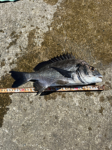 チヌの釣果