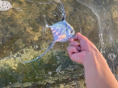 イトヒキアジの釣果