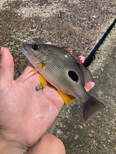 クロホシフエダイの釣果