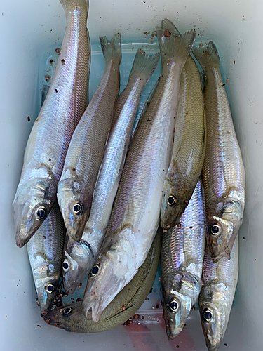 キスの釣果