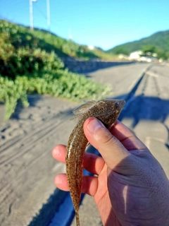 メゴチの釣果