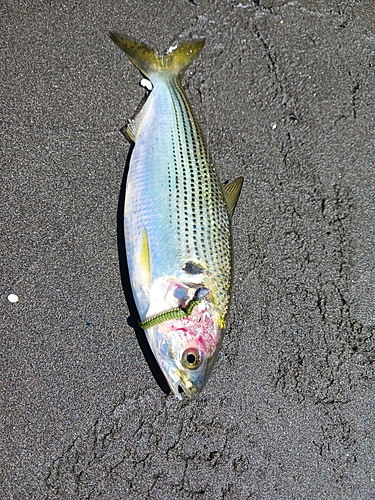 コノシロの釣果