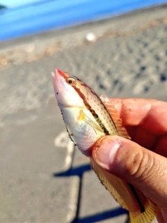 キュウセンの釣果