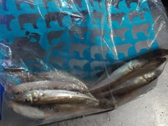 キスの釣果