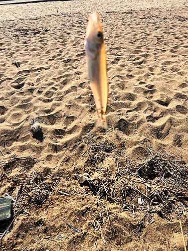 キスの釣果