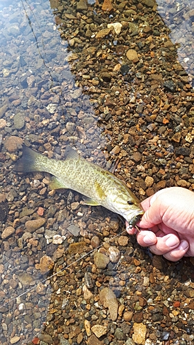 スモールマウスバスの釣果