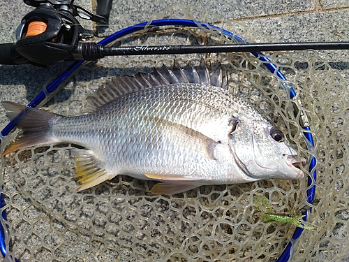 キビレの釣果