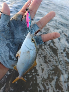 ショゴの釣果