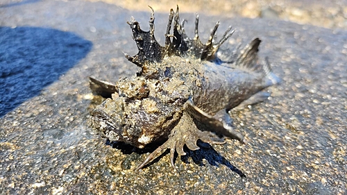 オニオコゼの釣果