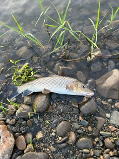 ニゴイの釣果