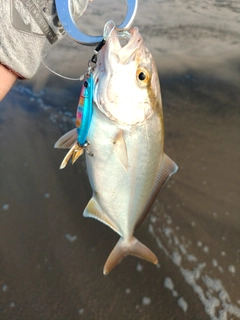 ショゴの釣果