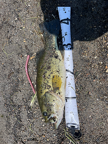 ラージマウスバスの釣果