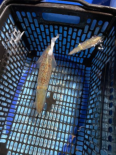 マルイカの釣果