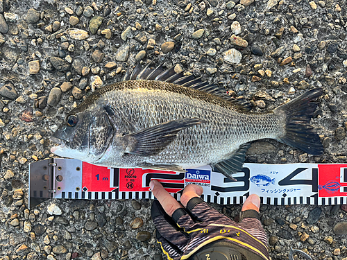 チヌの釣果