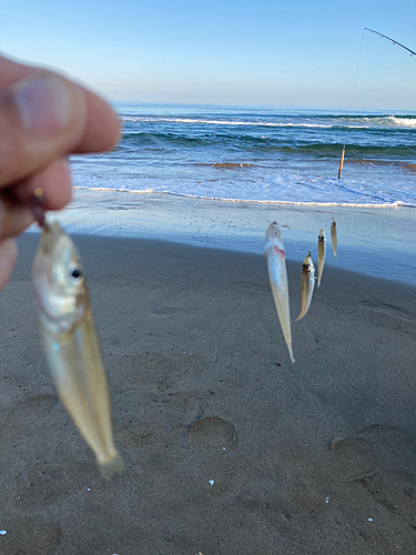 キスの釣果