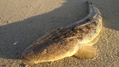 マゴチの釣果